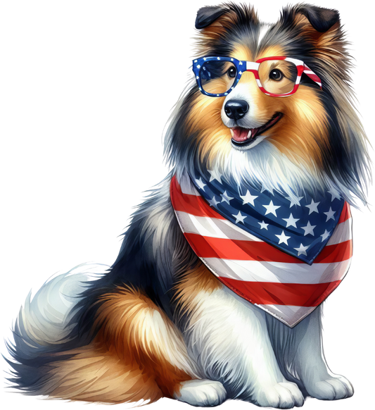 America Sheltie